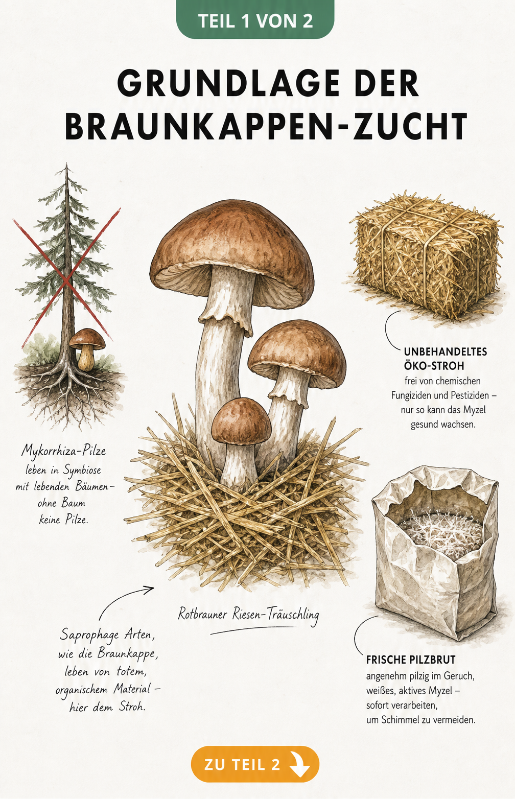 Botanische Illustration eines Rotbraunen Riesen-Träuschlings auf Stroh mit Erklärungen zu Mykorrhiza und saprophagen Pilzen sowie benötigtem Öko-Stroh und...