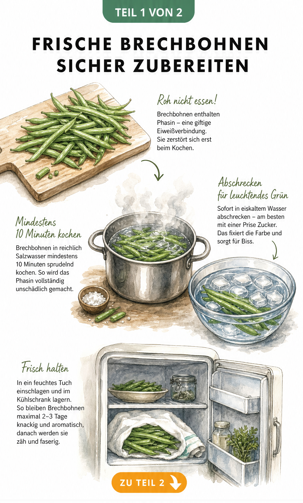 Illustration zur sicheren Zubereitung von Brechbohnen: Kochen in Salzwasser und Abschrecken in Eiswasser