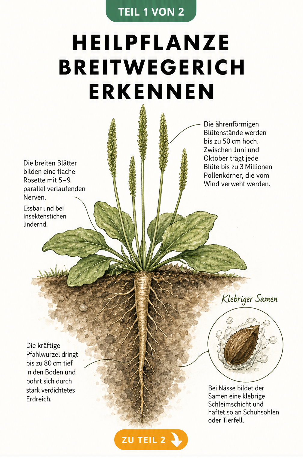 Botanische Illustration des Breitwegerichs mit Querschnitt der tiefen Pfahlwurzel, Blattrosette und ährenförmigen Blütenständen