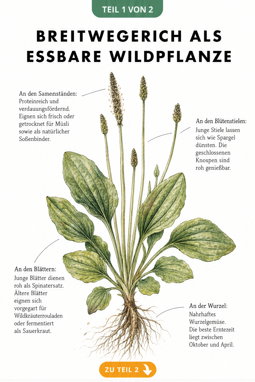 Botanische Illustration eines Breitwegerichs mit Beschriftung der essbaren Pflanzenteile wie Blätter, Samen, Blütenstiele und Wurzeln