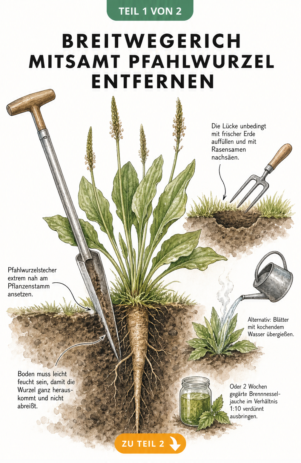 Botanische Querschnitts-Illustration eines Breitwegerichs mit Pfahlwurzel, Pfahlwurzelstecher und Hausmitteln