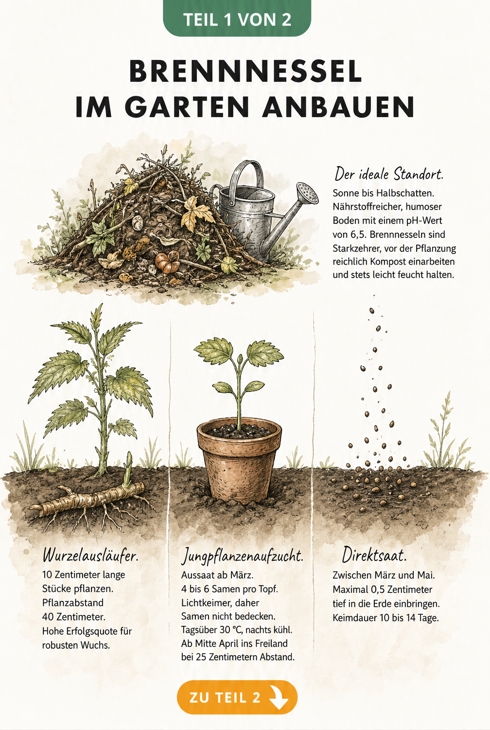 Botanische Illustration der Brennnessel-Vermehrung durch Wurzelausläufer, Jungpflanzen und Direktsaat sowie Tipps zum idealen Standort.