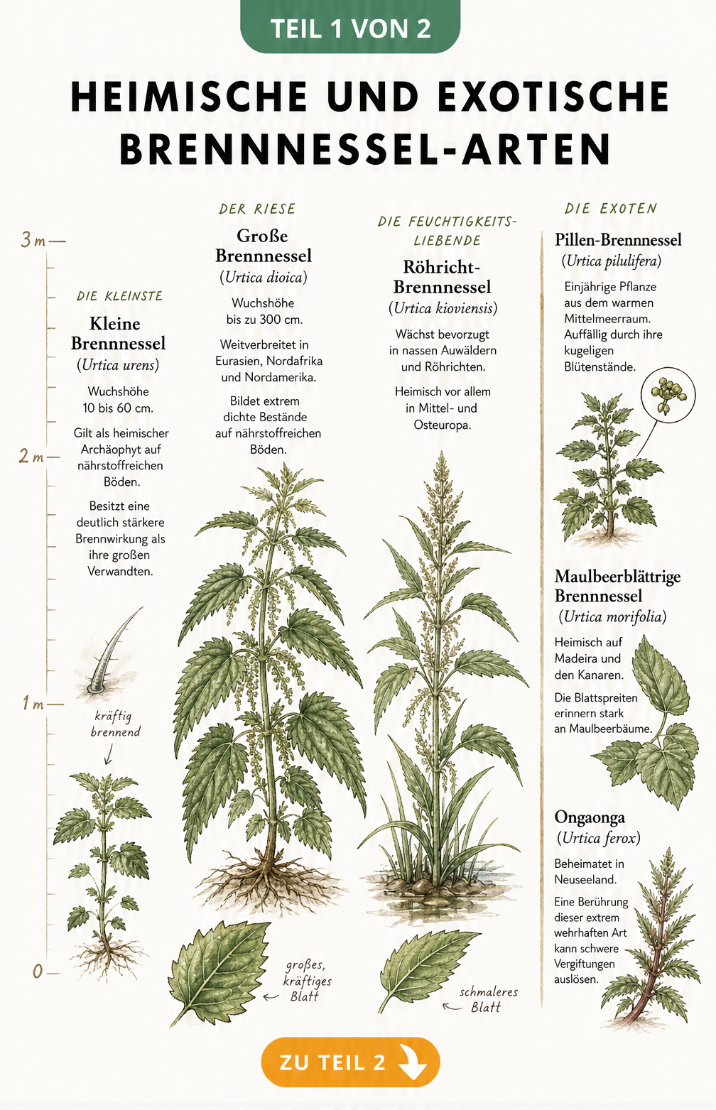 Botanische Schautafel mit heimischen und exotischen Brennnessel-Arten wie der Großen Brennnessel und der Ongaonga