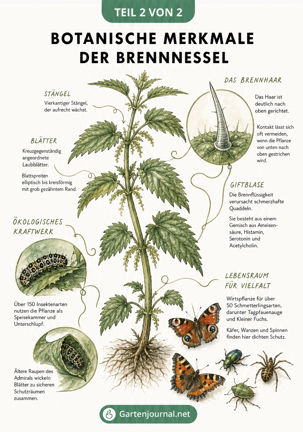 Detaillierte Illustration der botanischen Merkmale einer Brennnessel mit vergrößertem Brennhaar und Insekten