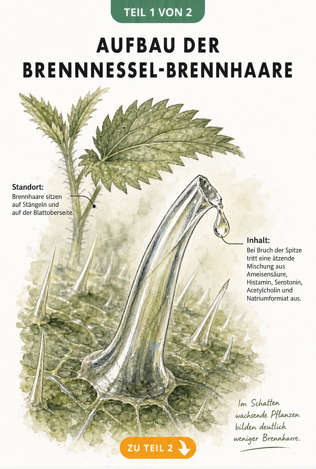 Botanische Illustration eines Brennhaars der Brennnessel mit austretender ätzender Flüssigkeit