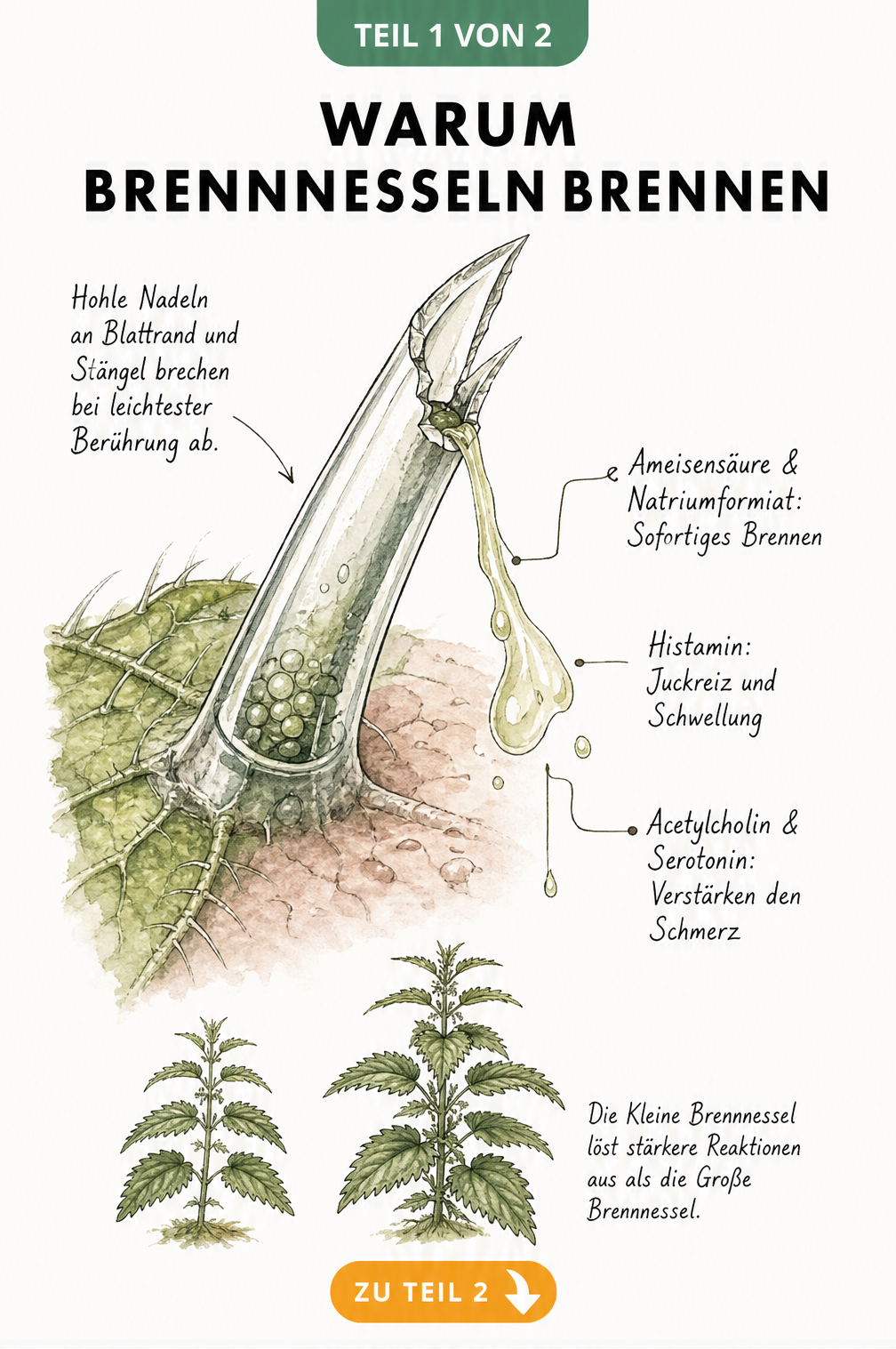Makro-Darstellung eines Brennhaars der Brennnessel, das wie eine Nadel in die Haut eindringt und brennende Flüssigkeit absondert.