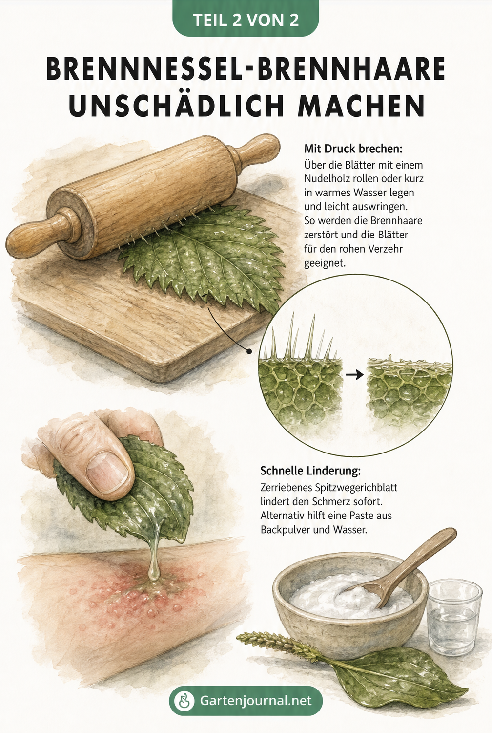 Illustration zur Zerstörung von Brennnessel-Brennhaaren mit einem Nudelholz und Schmerzlinderung durch Spitzwegerich