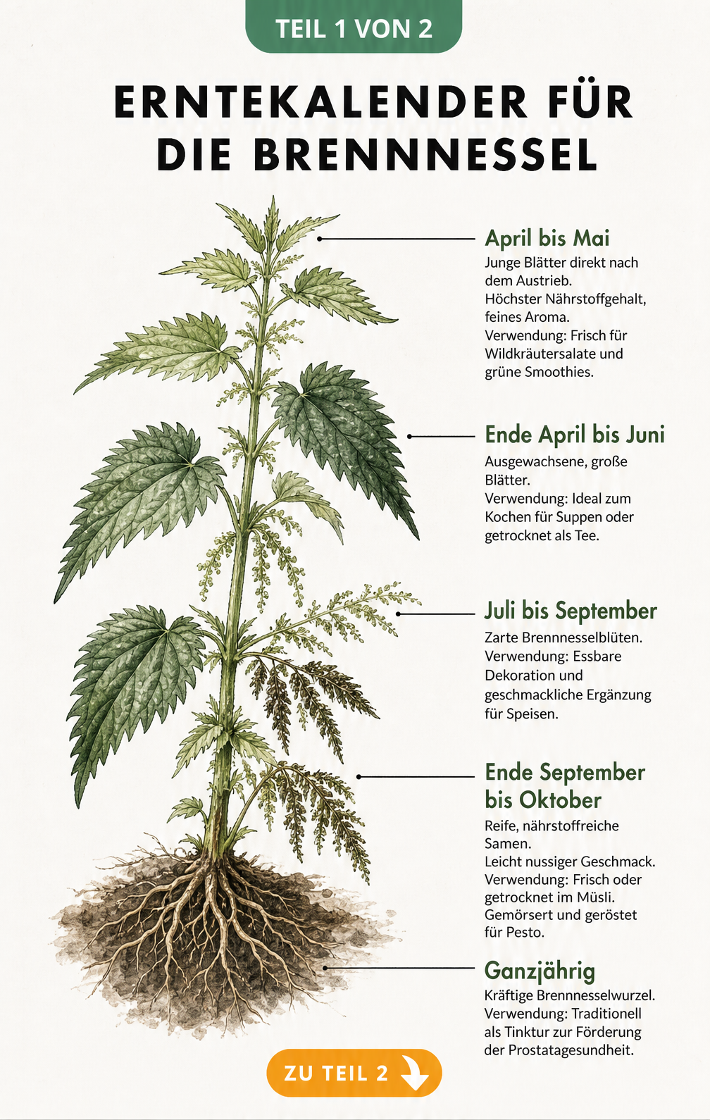 Erntekalender für die Brennnessel mit detaillierter botanischer Illustration und Erntezeiten für Blätter, Blüten, Samen und Wurzeln.