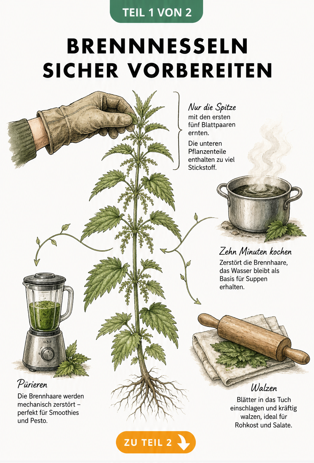 Botanische Illustration einer Brennnessel mit Markierung der jungen Triebe und Methoden zur Neutralisierung der Brennhaare durch Kochen, Walzen und Pürieren.