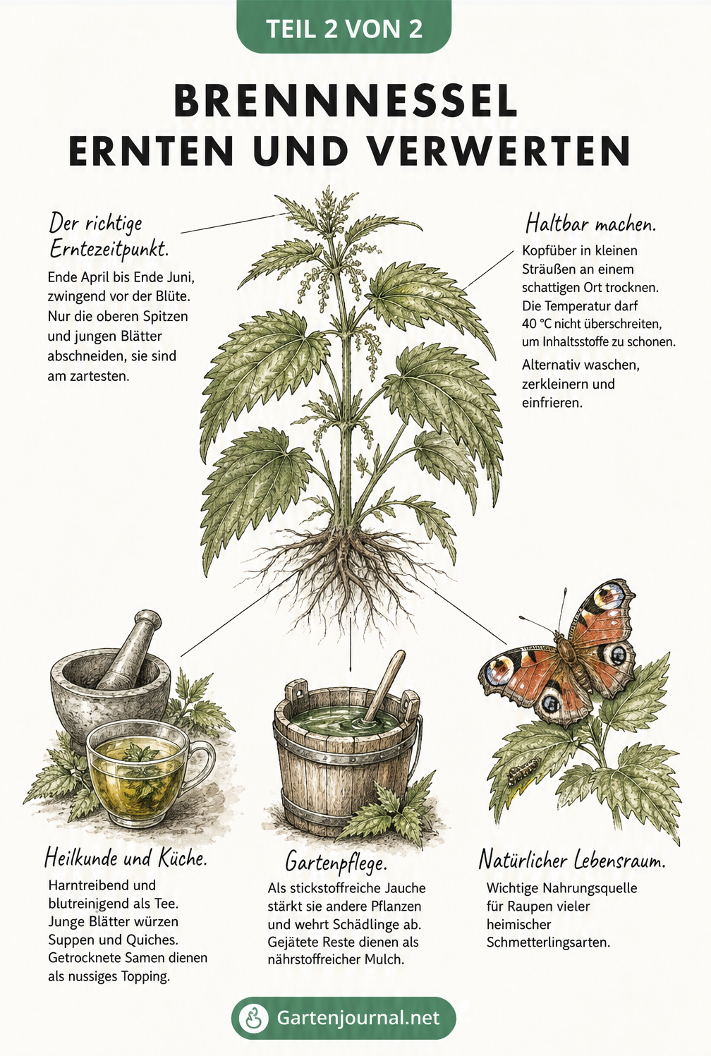 Detaillierte Zeichnung einer Brennnessel mit Hinweisen zum richtigen Erntezeitpunkt, Haltbarmachen und zur Verwendung in Küche, Heilkunde und Gartenpflege.