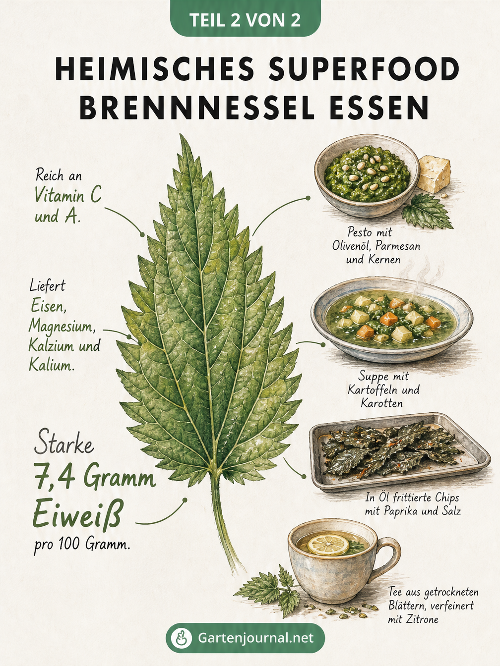 Botanische Zeichnung einer Brennnessel mit Tipps zur Ernte und drei Methoden zum Neutralisieren der Brennhaare