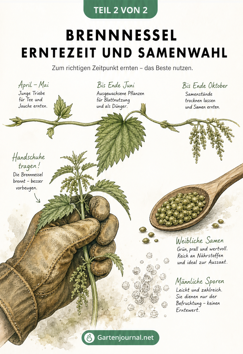 Illustration eines Gartenhandschuhs, der eine weibliche Brennnessel hält, mit einem Zeitstrahl zur Erntezeit und einem Vergleich von weiblichen Samen und...