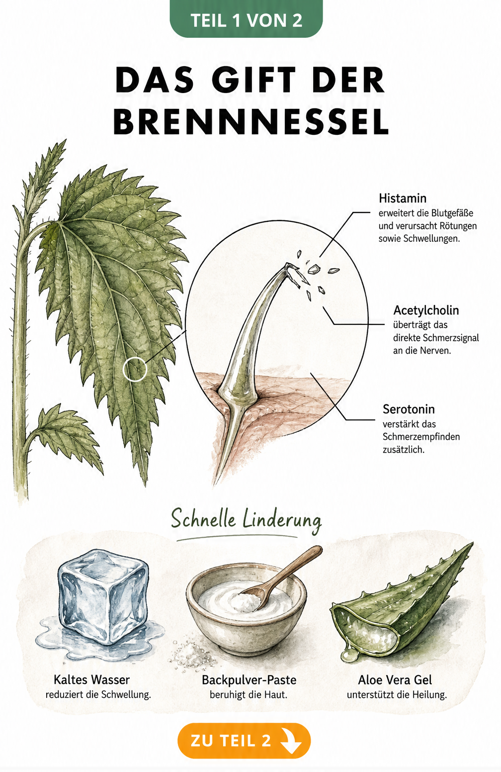 Botanische Zeichnung eines Brennnesselblattes mit vergrößertem Brennhaar und Reizstoffen wie Histamin sowie Hausmitteln zur Linderung