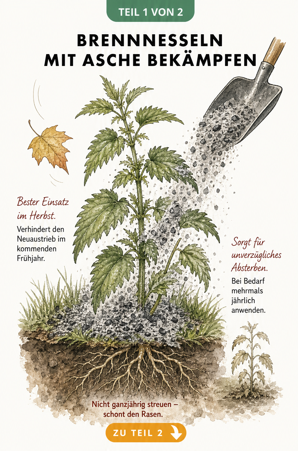 Botanische Illustration einer Brennnessel, auf die aus einer Gartenschaufel Holzkohleasche gestreut wird.