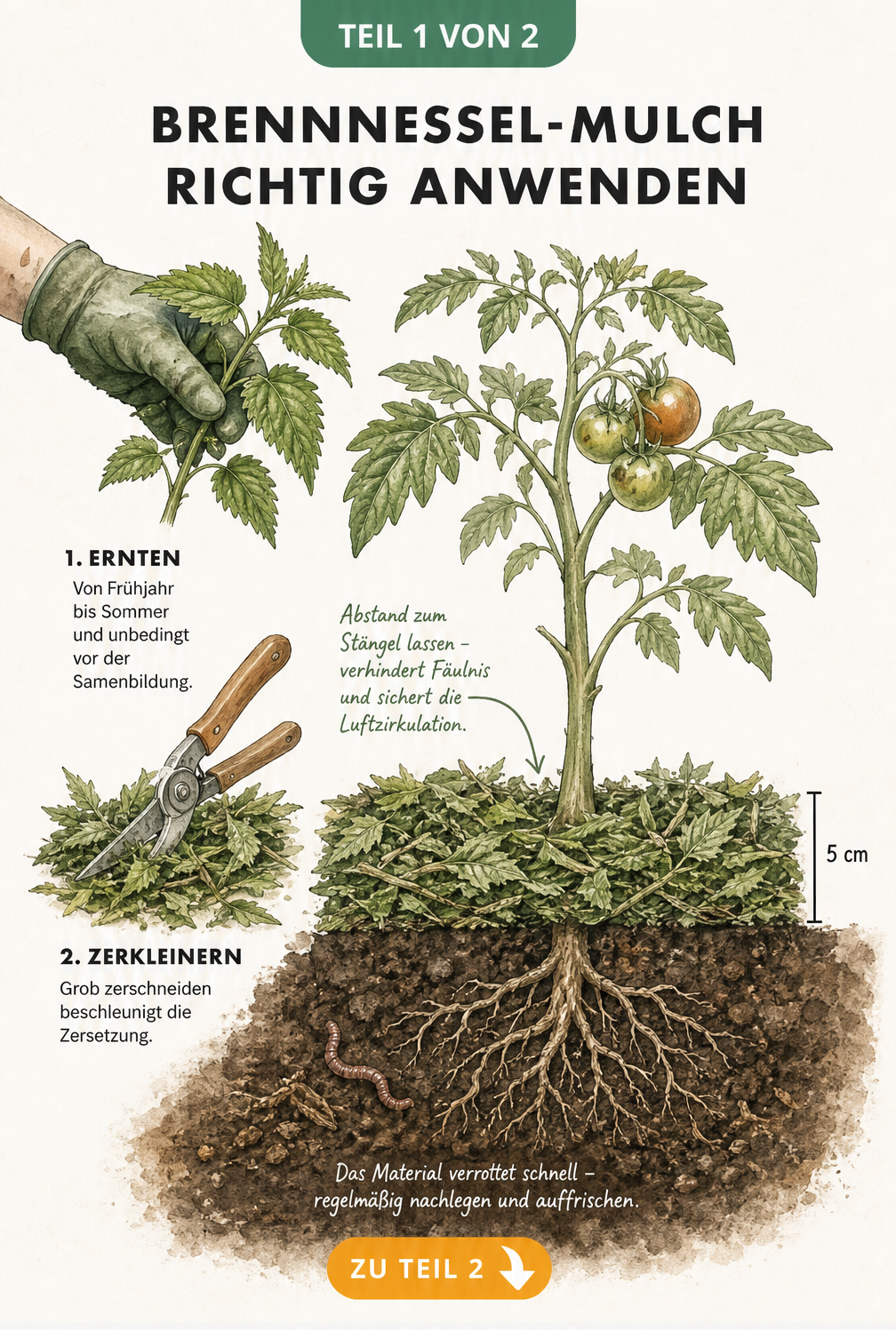 Illustration eines Gartenbeets mit Gemüsepflanze und drei Schritten zur Anwendung von Brennnessel-Mulch: Ernte, Zerkleinern und Ausbringen mit 5 cm Dicke.