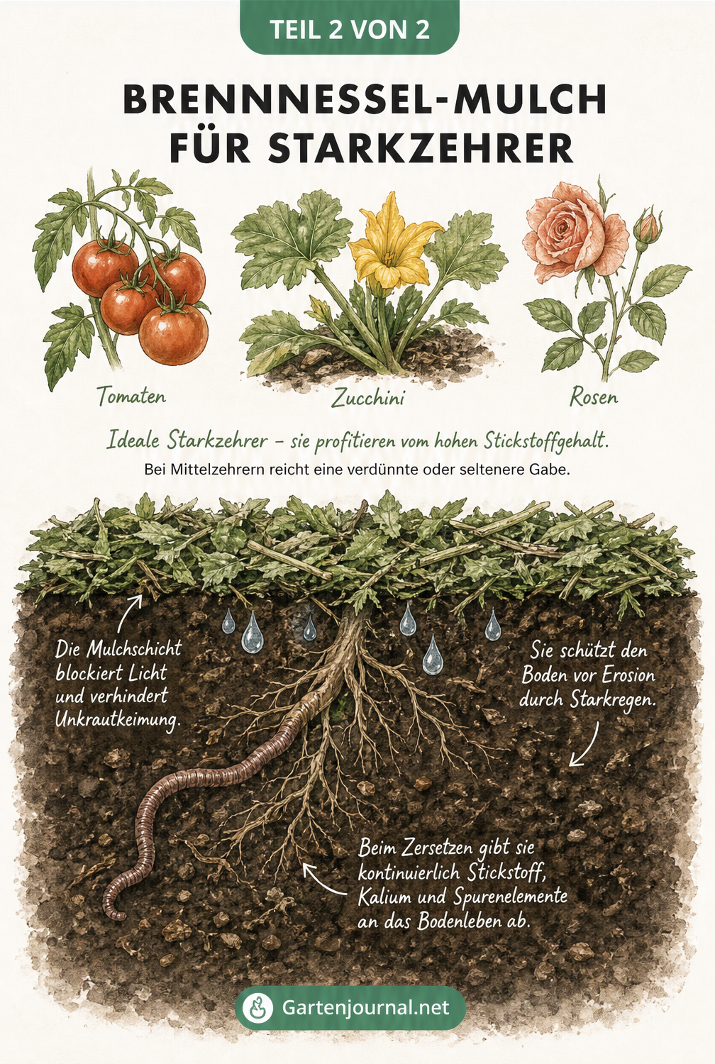 Lehrtafel-Illustration, die zeigt, wie Brennnessel-Mulch Starkzehrer wie Tomaten, Zucchini und Rosen mit Stickstoff versorgt und das Bodenleben fördert.