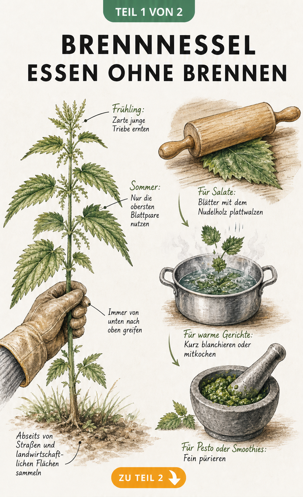 Illustration eines Brennnesselblatts mit Nährstoffangaben und vier Zubereitungsideen wie Pesto, Suppe, Chips und Tee