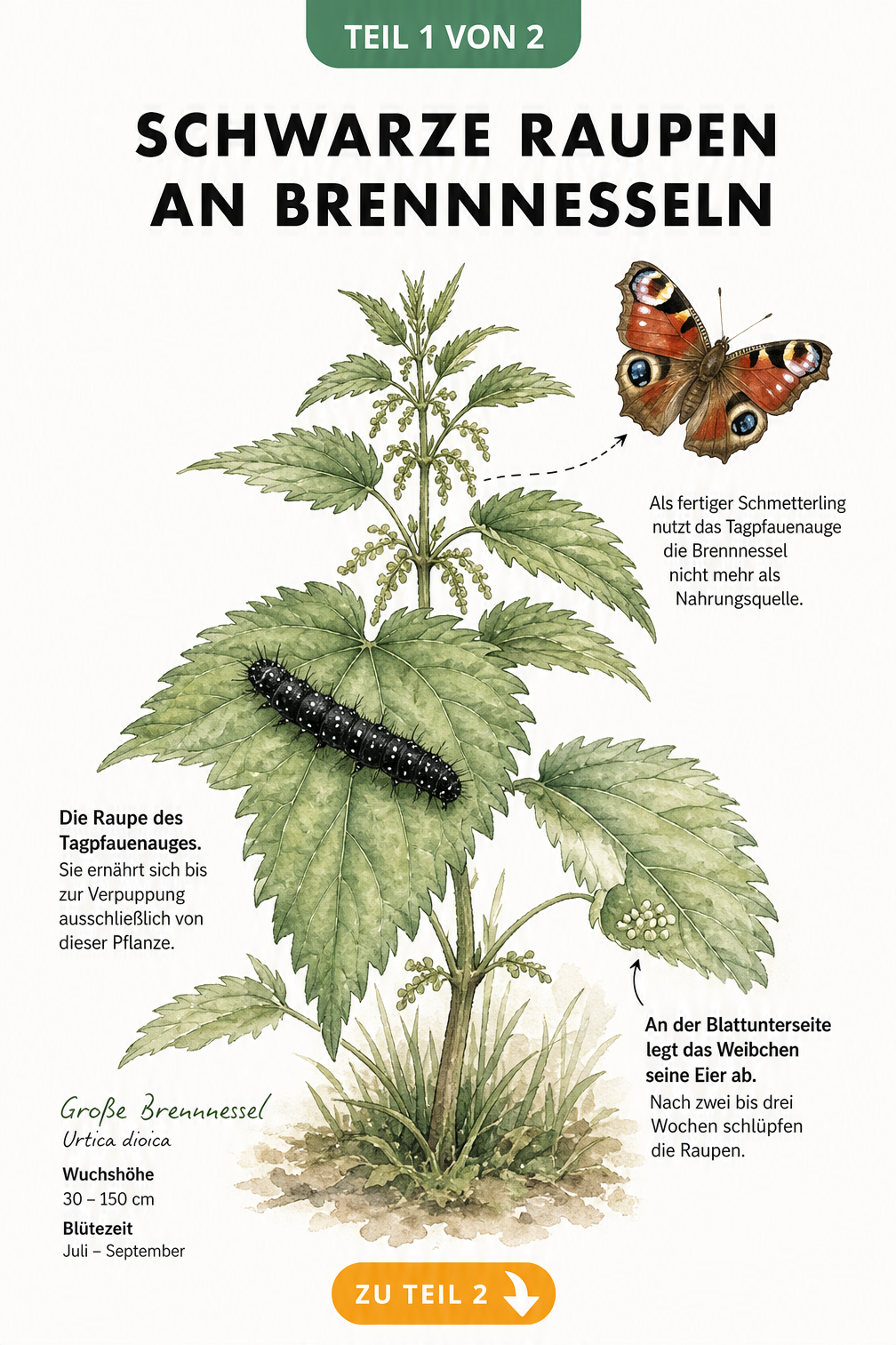 Botanische Illustration einer Großen Brennnessel mit Eiern und einer schwarzen Raupe des Tagpfauenauges