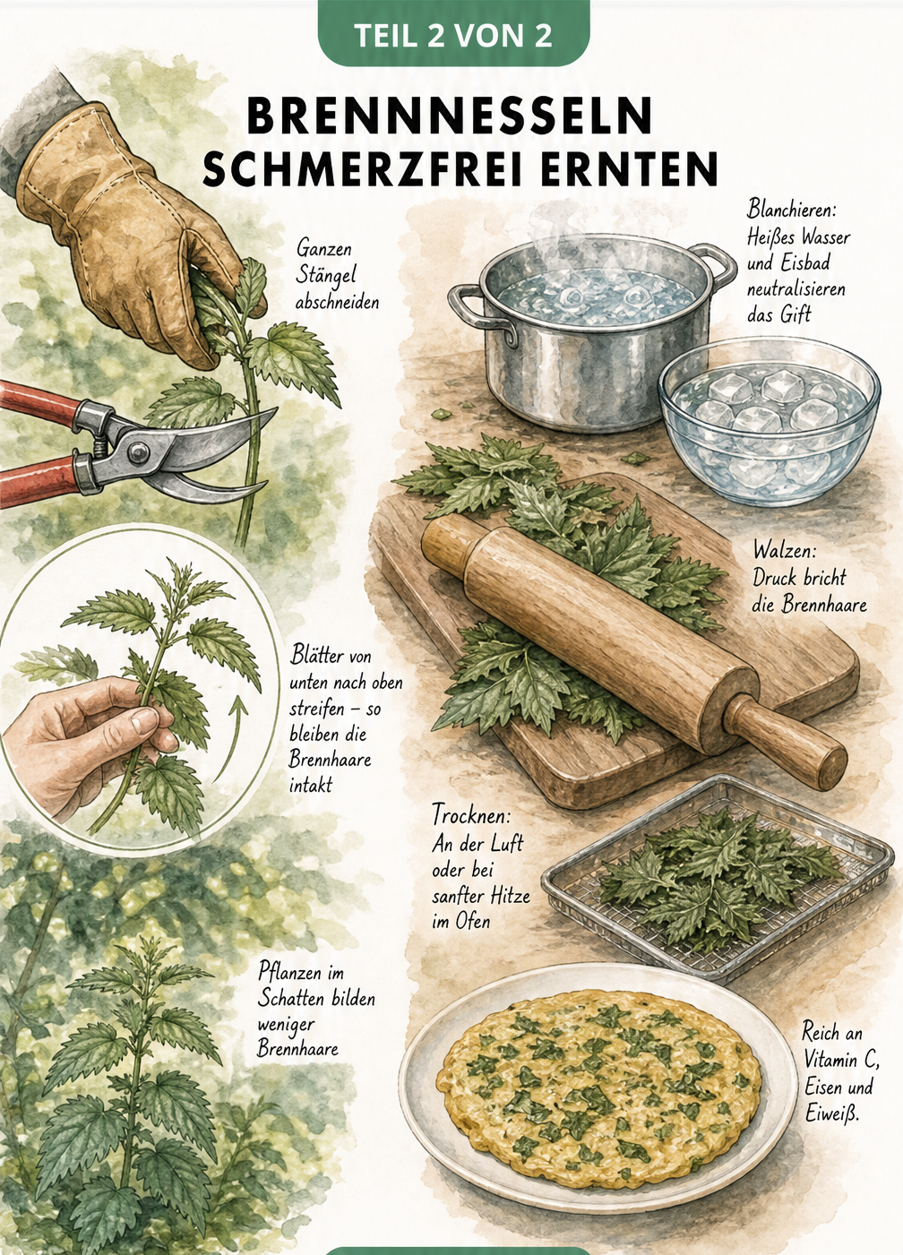 Illustration zur schmerzfreien Ernte und Verarbeitung von Brennnesseln mit Handschuhen, Nudelholz und kochendem Wasser.