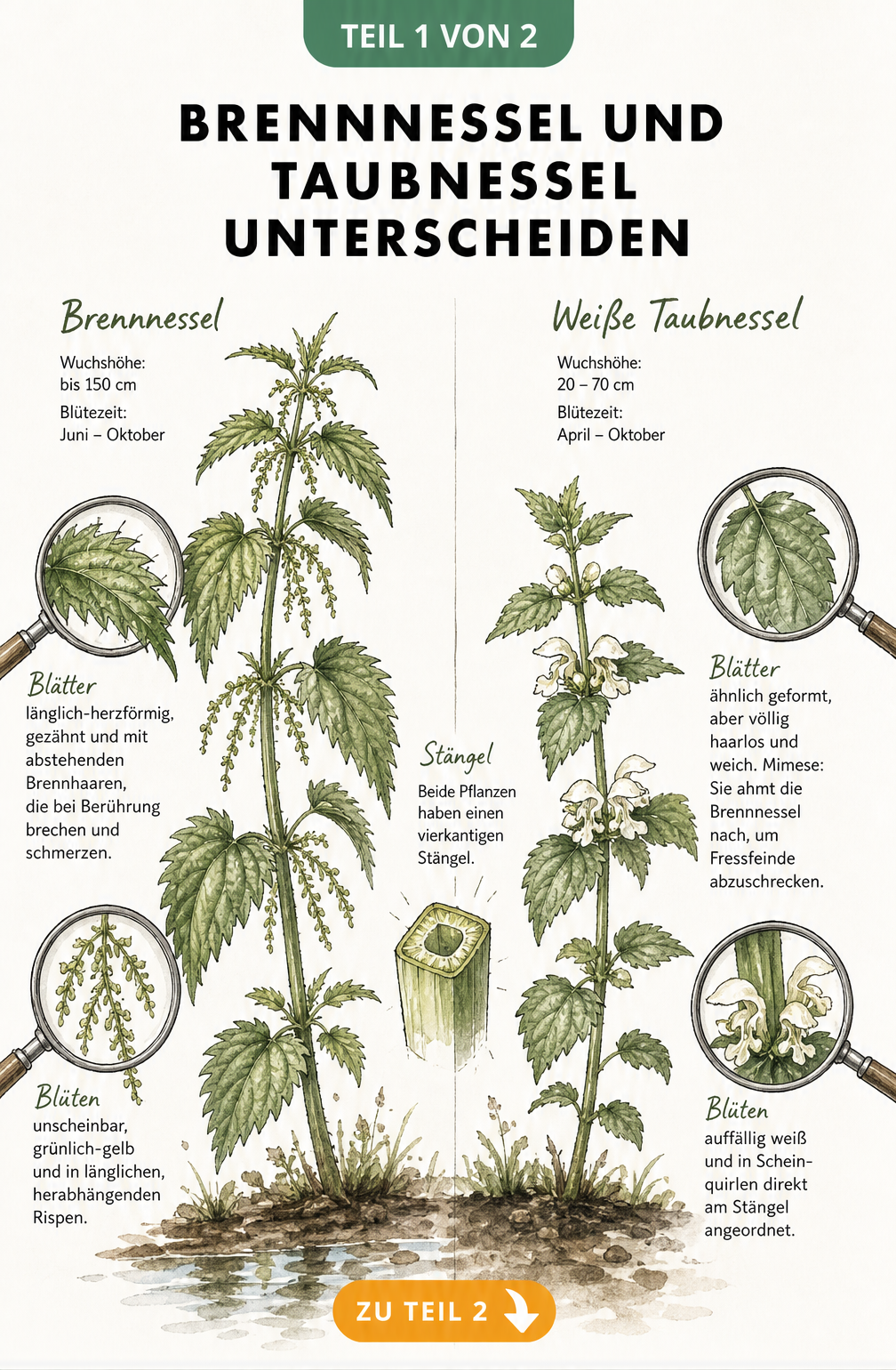 Botanische Illustration zeigt die Unterschiede zwischen Brennnessel und Weißer Taubnessel mit Details zu Blättern, Stängeln und Blüten.
