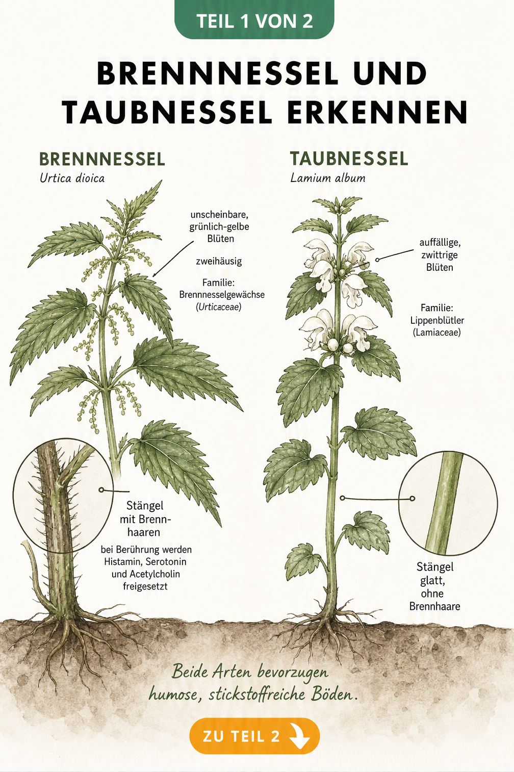 Botanische Illustration von Brennnessel und Taubnessel mit Details zu Brennhaaren und Blüten