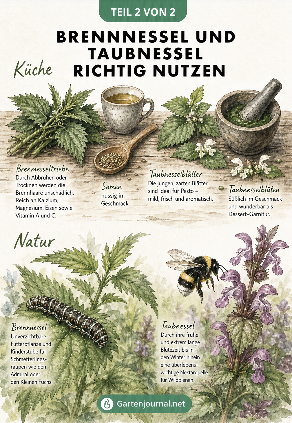 Illustration zur Nutzung von Brennnessel und Taubnessel in der Küche sowie als Futterpflanze für Schmetterlingsraupen und Wildbienen.