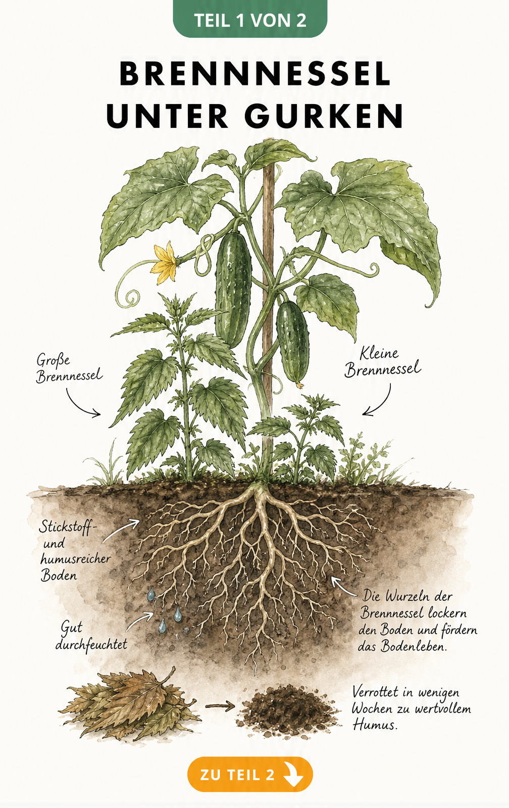 Querschnitt-Illustration einer Gurkenpflanze mit Kleiner und Großer Brennnessel im Wurzelbereich