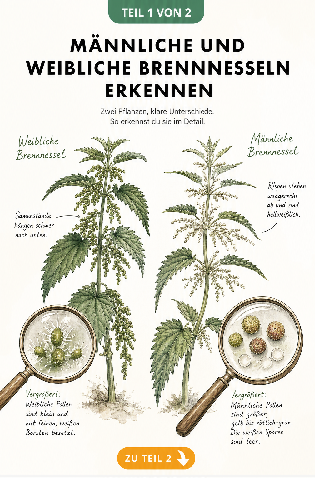 Botanische Illustration im Vintage-Stil, die den optischen Unterschied zwischen männlichen und weiblichen Brennnesseln zeigt, inklusive Lupen-Vergrößerung der...