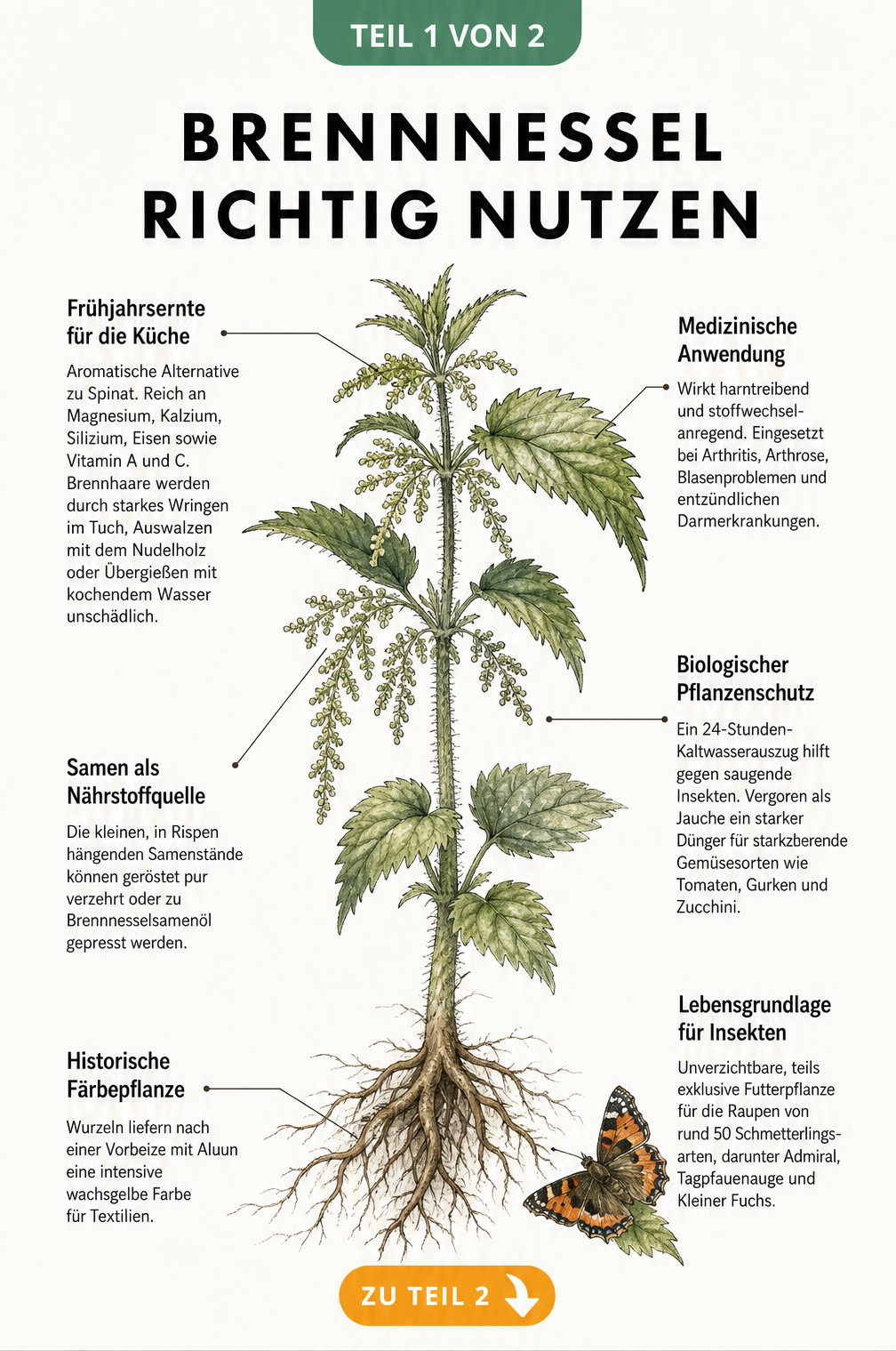 Botanische Zeichnung einer Brennnessel mit Erklärungen zu Ernte, Samen, Wurzeln, medizinischer Anwendung und Nutzen für Insekten
