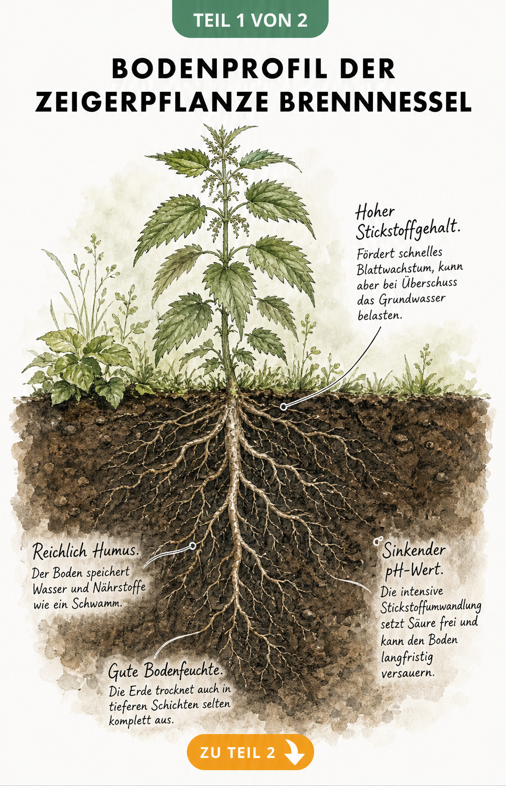Botanische Illustration einer Brennnessel im Querschnitt, die das Wurzelwerk im Erdreich und die Zeigerwerte für Stickstoff, Humus, Feuchtigkeit und pH-Wert...