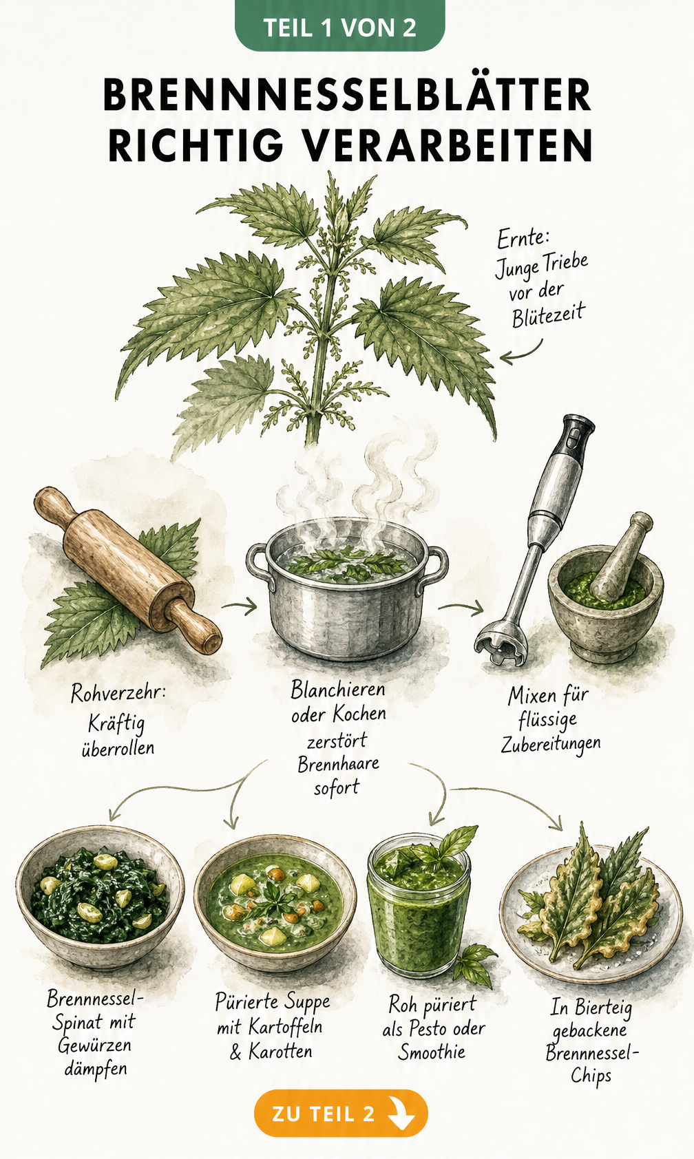 Illustration der Heilkraft von Brennnesselblättern als Tee mit Zutaten, Ziehzeit und Wirkung auf den Körper