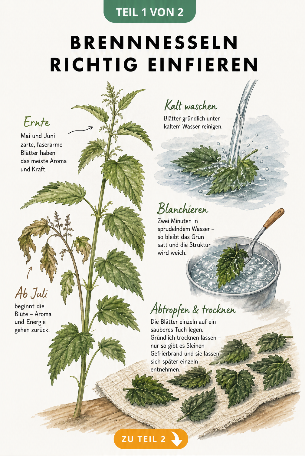 Botanische Illustration zeigt die Ernte von Brennnesseln im Mai und Juni sowie das Blanchieren und Trocknen der Blätter.