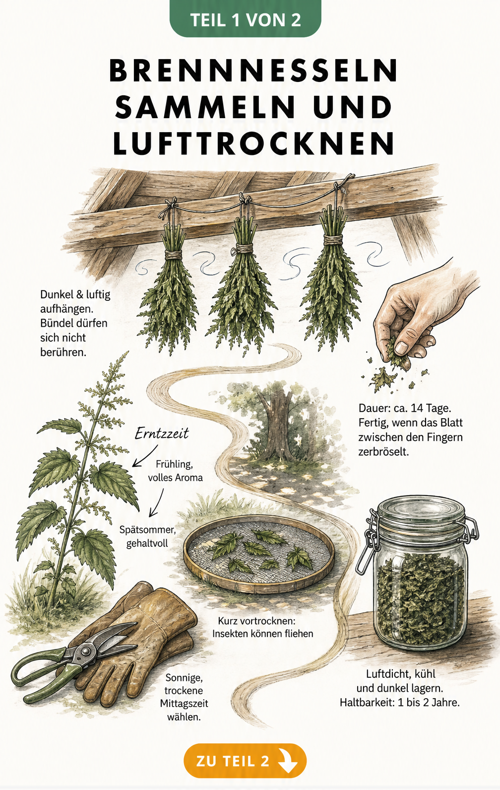 Illustration zum Sammeln und Lufttrocknen von Brennnesseln mit Hinweisen zu Erntezeit und Trocknungsdauer