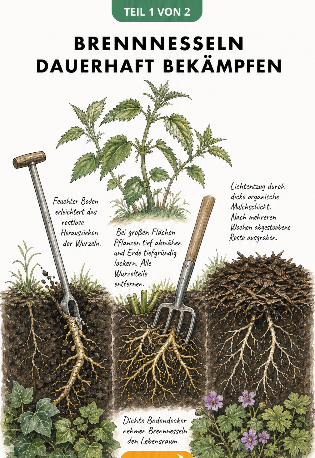 Querschnitt durch den Gartenboden mit Brennnesselwurzeln und drei Methoden zur Bekämpfung: Unkrautstecher, Grabegabel und Mulchschicht.