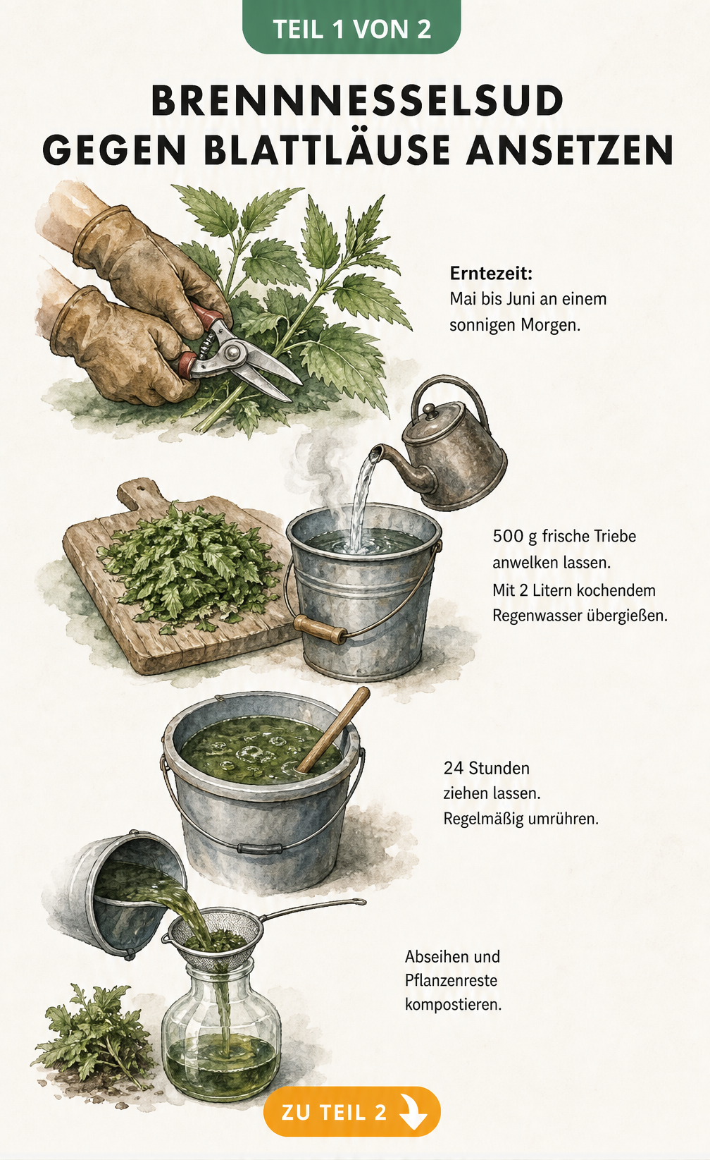 Illustration: Hände mit Lederhandschuhen schneiden Brennnesseln, zerkleinern sie und übergießen sie mit kochendem Wasser, um einen Sud anzusetzen.