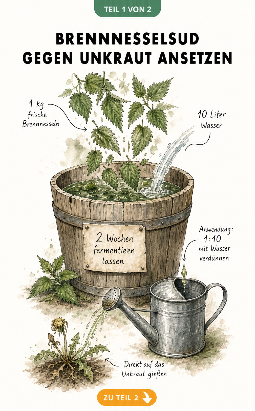 Handgezeichnete Illustration eines Holzfasses mit Brennnesselblättern und einer Zink-Gießkanne zur Herstellung von Brennnesselsud gegen Unkraut