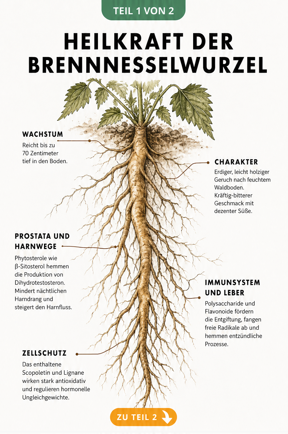 Botanische Illustration der Brennnesselwurzel mit Erklärungen zu Wachstum, Geschmack und Heilwirkung auf Prostata und Immunsystem
