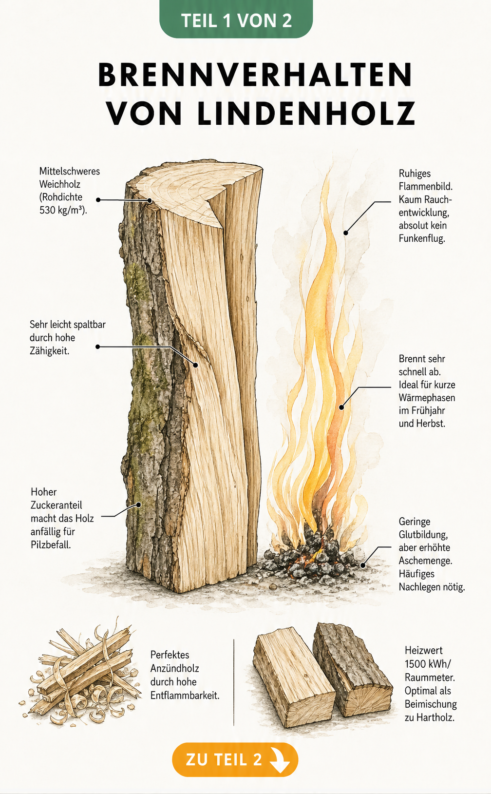 Illustration eines Lindenholzscheits und seiner ruhigen Flamme mit Erklärungen zum Brennverhalten