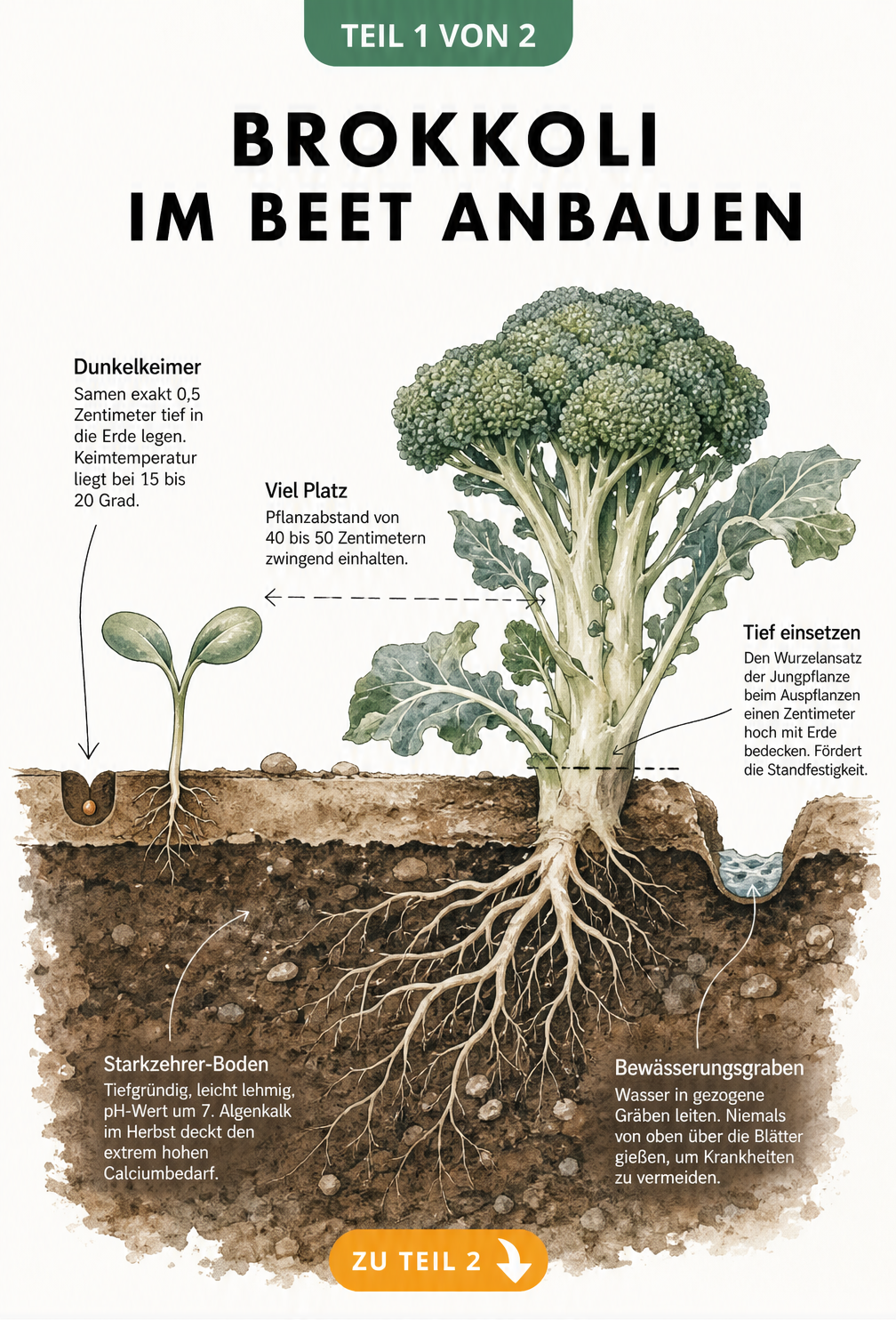 Querschnitt durch ein Gartenbeet mit Brokkoli-Keimling und ausgewachsener Pflanze, zeigt Pflanztiefe und Wurzelbereich
