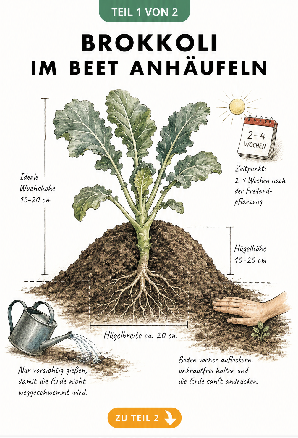 Botanische Illustration einer jungen Brokkolipflanze im Erdreich mit Maßangaben zum Anhäufeln