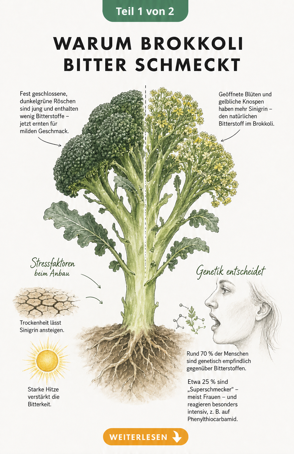 Botanische Illustration einer Brokkoli-Pflanze, die den Unterschied zwischen milden und bitteren Röschen sowie Stressfaktoren wie Trockenheit zeigt.