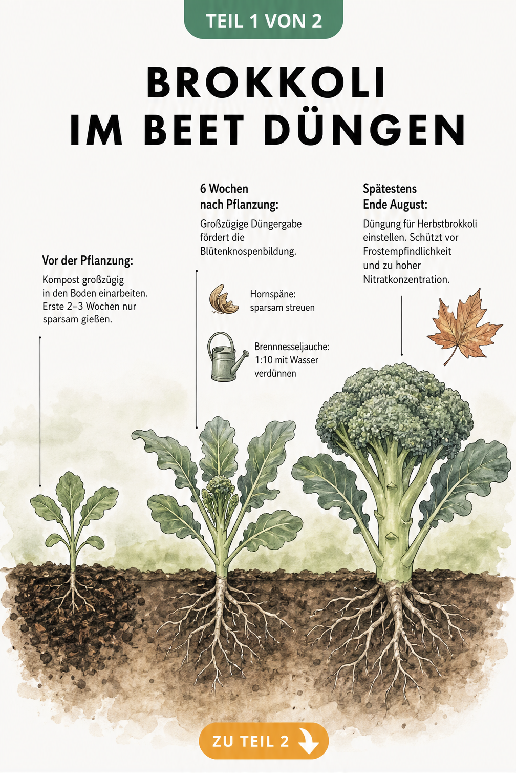Illustration von Brokkolipflanzen in drei Wachstumsphasen mit Düngehinweisen