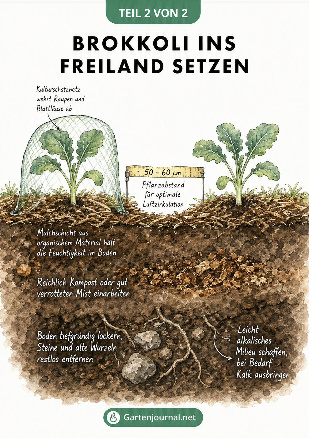 Aquarellierte Schnittzeichnung eines Gartenbeets mit zwei jungen Brokkolipflanzen, Pflanzabstand und Bodenschichten