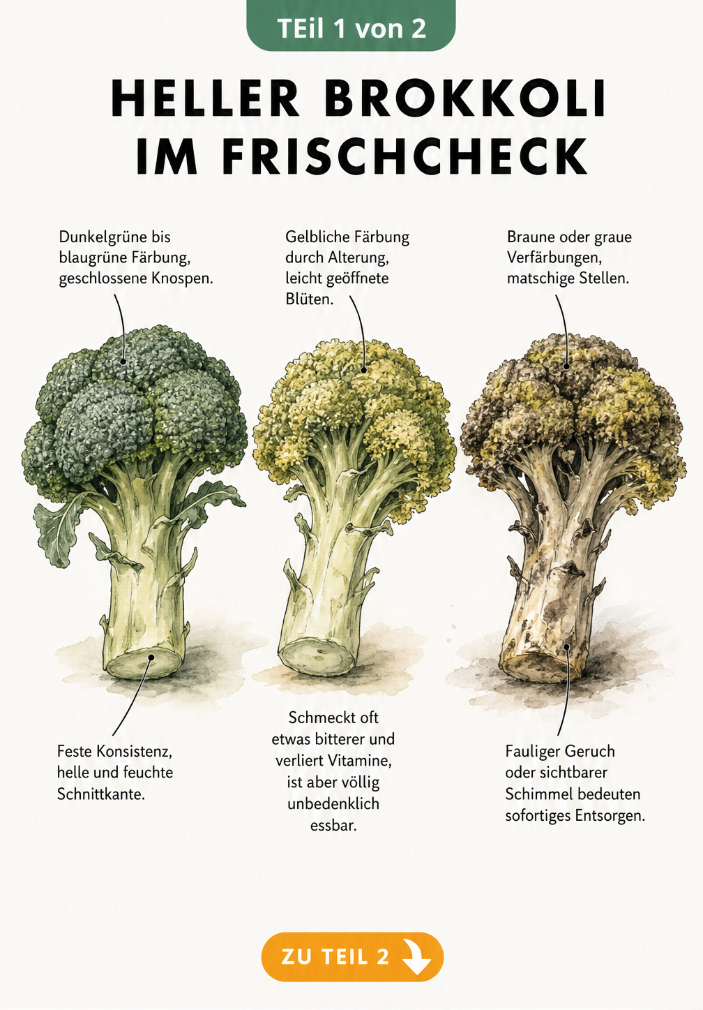 Illustration von drei Brokkoli-Röschen in verschiedenen Frischestadien: frisch und grün, leicht gelblich gealtert sowie verdorben mit braunen Flecken.