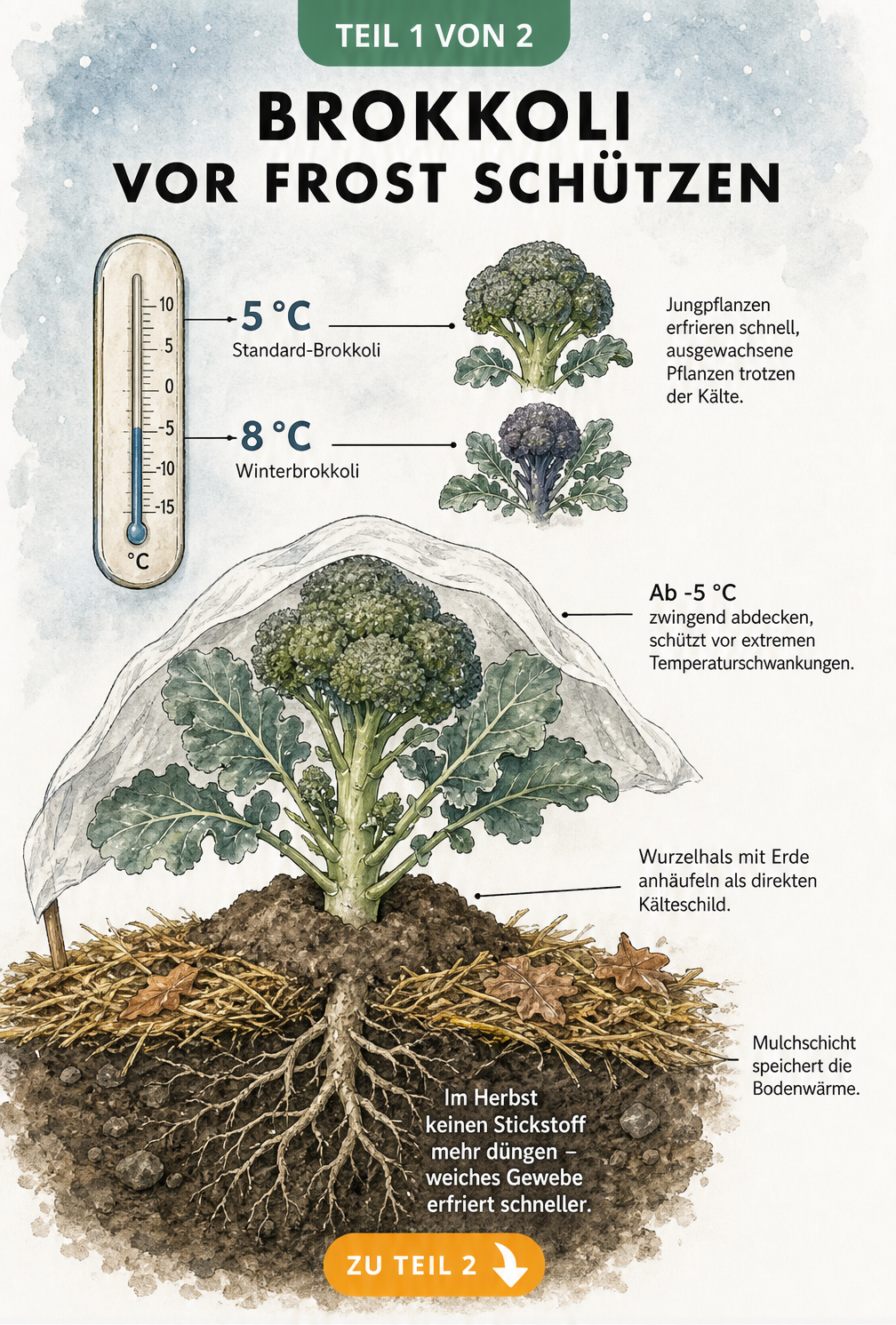 Botanische Querschnitt-Illustration eines Brokkolibeets im Spätherbst mit Schutzmaßnahmen gegen Frost