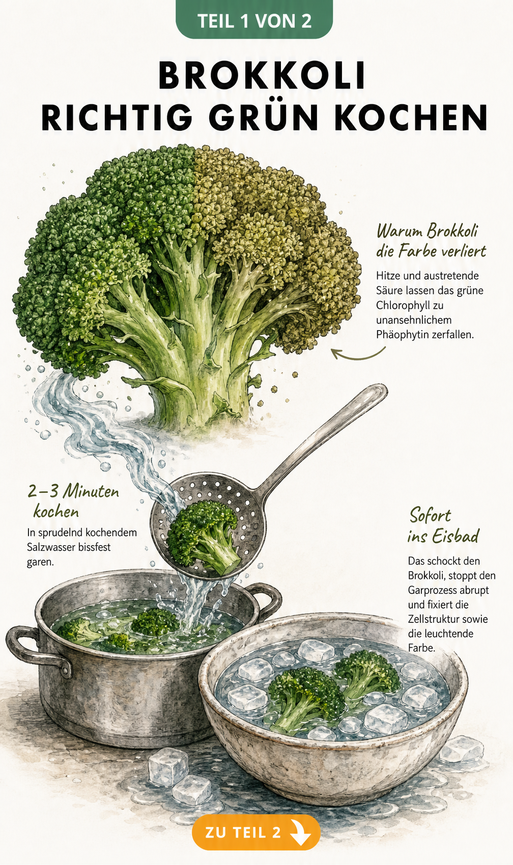 Illustration eines Brokkoliröschens, das beim Kochen seine grüne Farbe verliert, und der Methode des Abschreckens in Eiswasser.