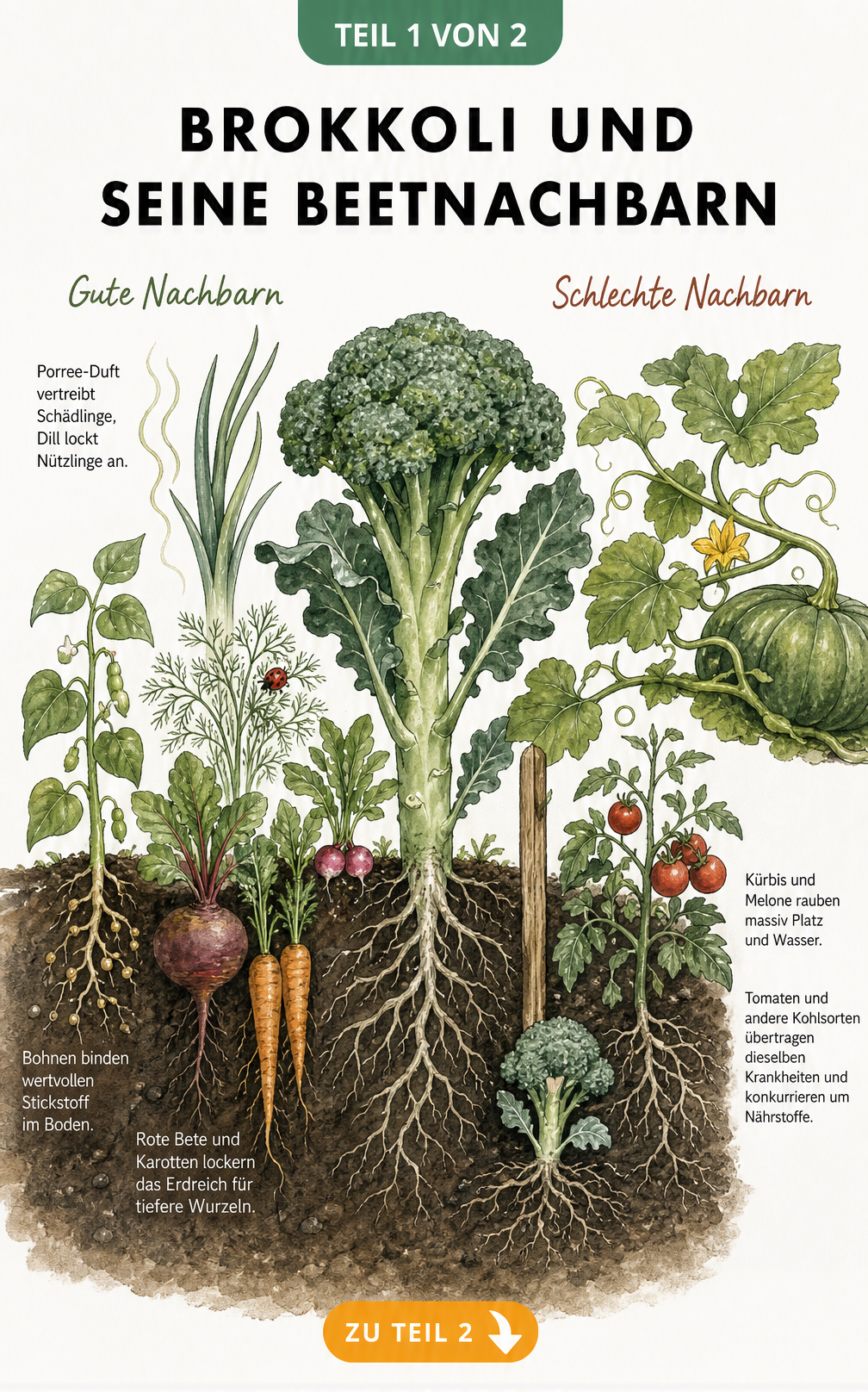 Botanische Illustration eines Gartenbeets mit Brokkoli, umgeben von guten Nachbarn wie Bohnen, Roter Bete und Porree sowie schlechten Nachbarn wie Kürbis und...