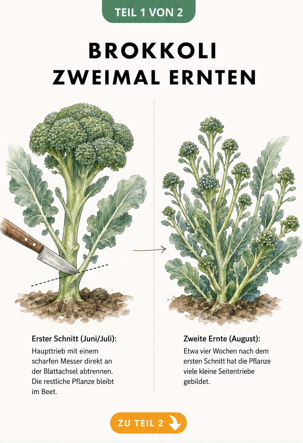 Illustration einer Brokkolipflanze, bei der der Haupttrieb mit einem Messer abgeschnitten wird, um eine zweite Ernte zu ermöglichen.