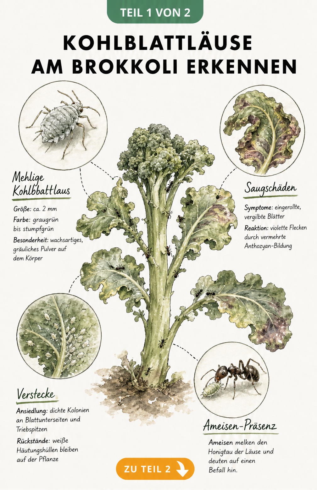 Botanische Illustration einer Brokkolipflanze mit mehligen Kohlblattläusen, eingerollten Blättern und Ameisen