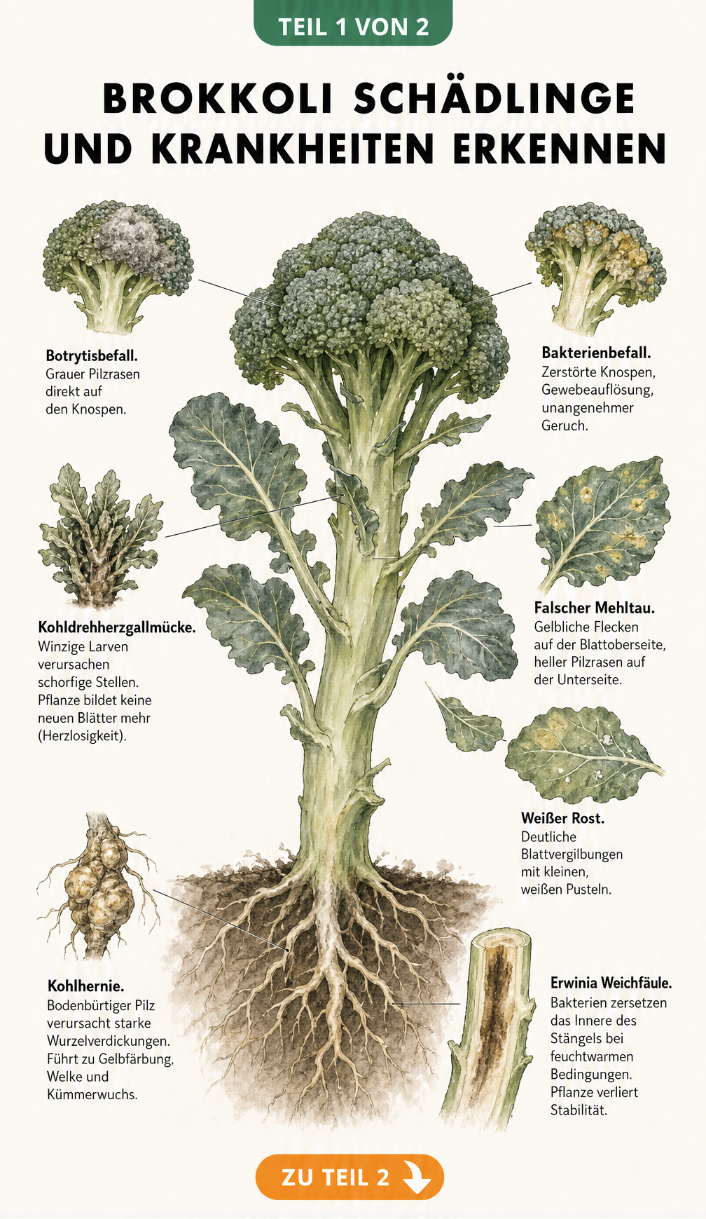 Botanische Illustration einer Brokkolipflanze im Querschnitt mit Detailzeichnungen von Schadbildern durch Botrytis, Bakterien, Kohldrehherzgallmücke, Falschen...